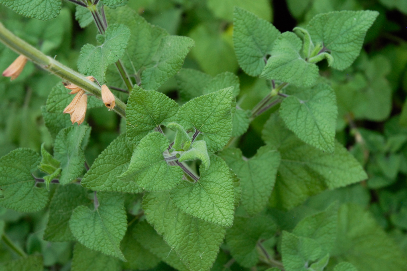 Vermillion Bluffs Mexican Sage